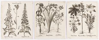 BESLER, BASILIUS. Group of 30 uncolored folio engravings from Hortus Eystettensis.